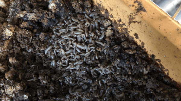 VideoToGif_GIF 11.GIF