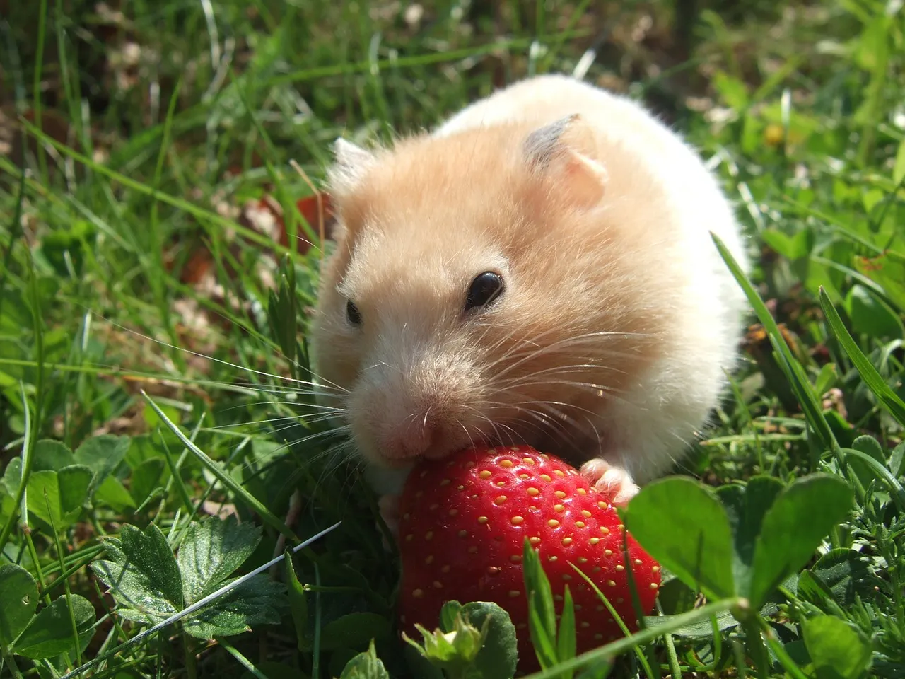 hamster-727293_1280.jpg