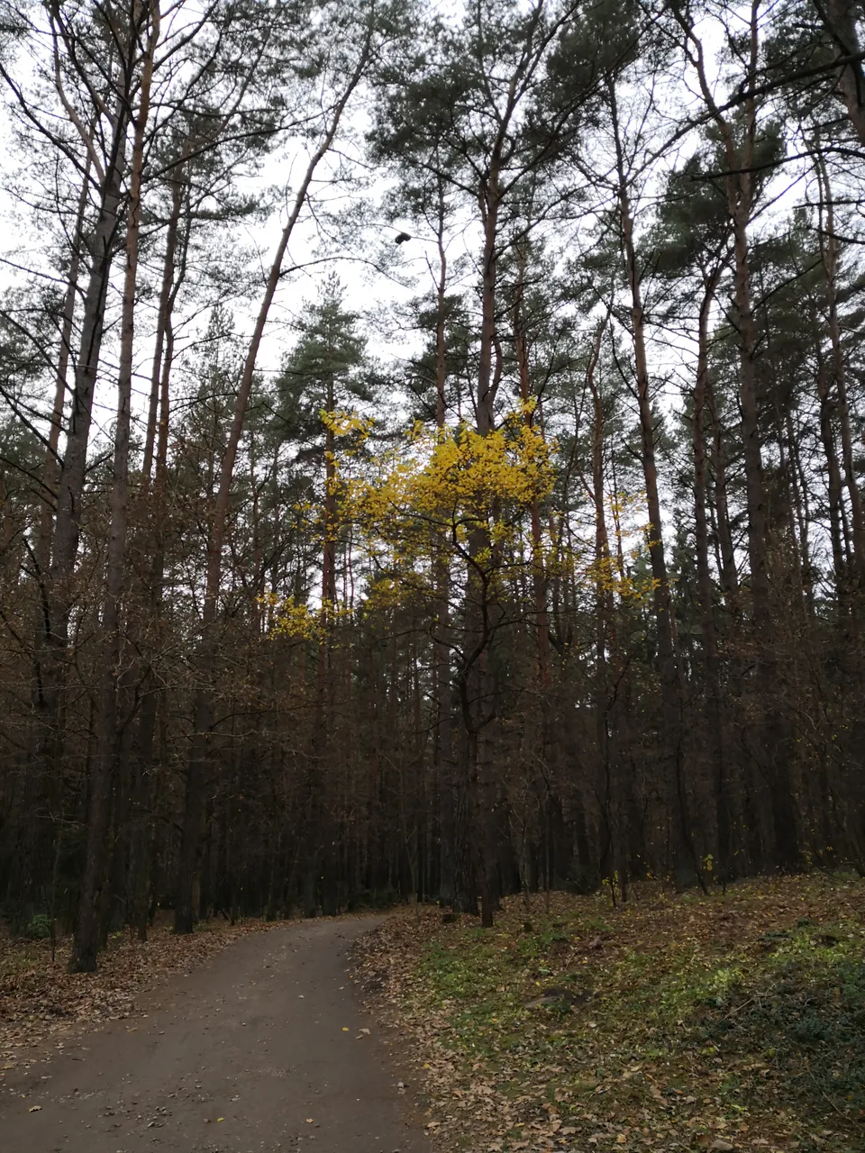IMG_20181107_144708.jpg