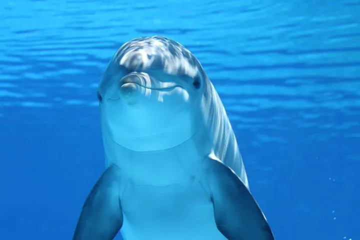 dolphin-203875__480.jpg