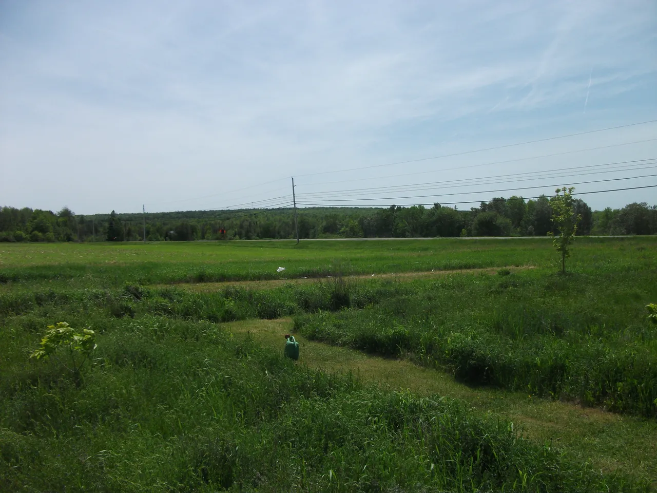 Garden 2018 002.JPG