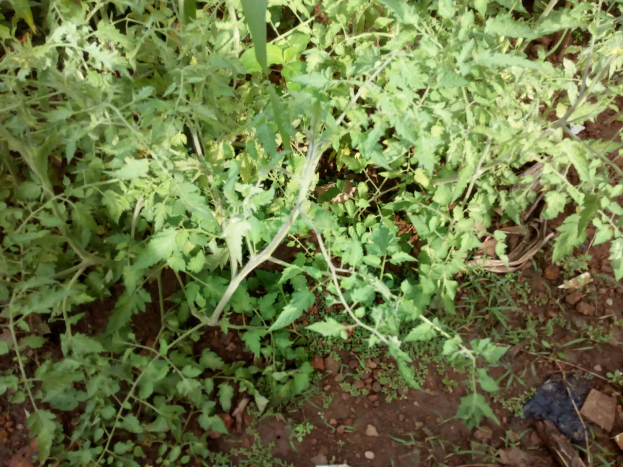 IMG_20180913_083037.jpg