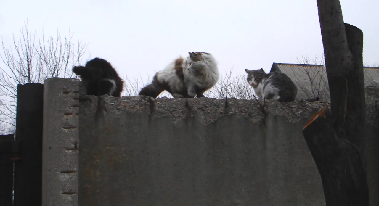 DSC01104-4444444444.jpg