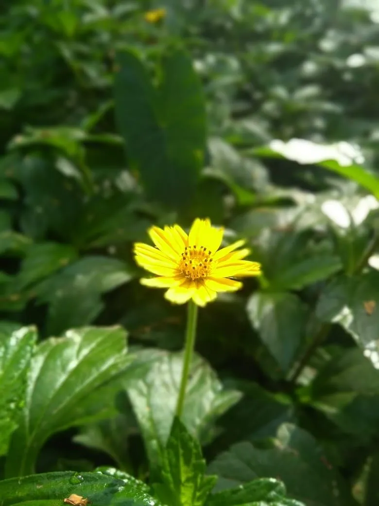 IMG-20180731-WA0008.jpg