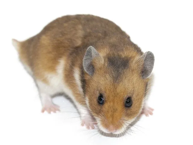 hamster-1596819_640.jpg