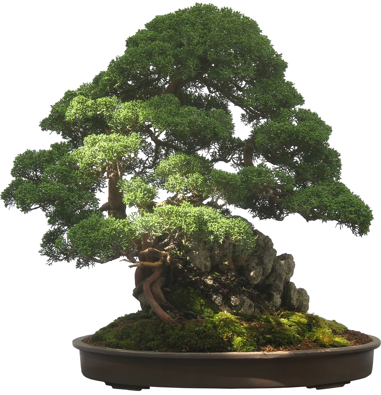 bonsai-2202769_1280.png