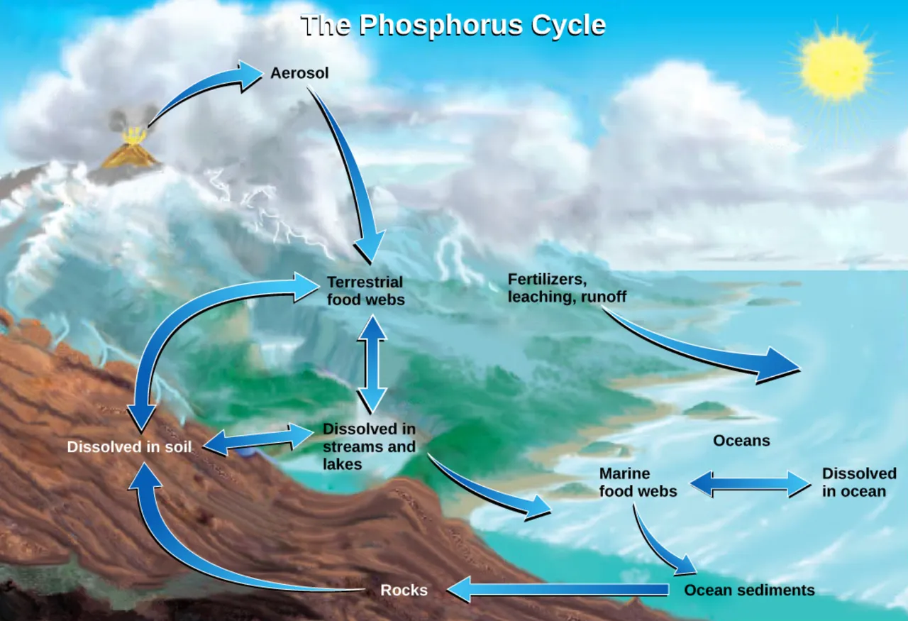 Phosphorous Cycle.PNG