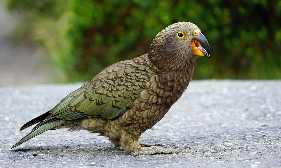 kea-2138420_960_720.jpg