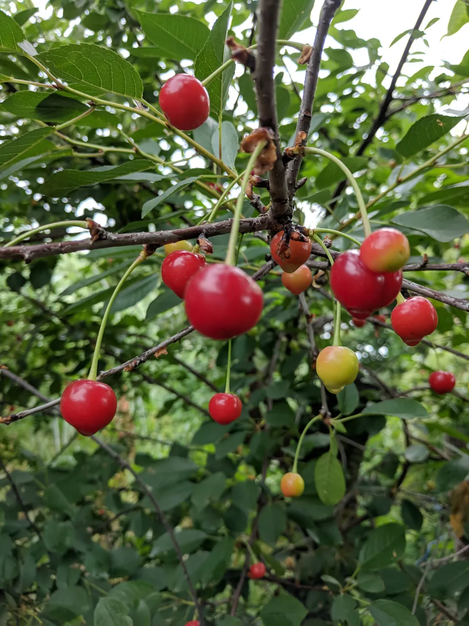IMG_20180604_154137.jpg