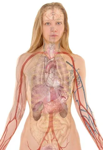 anatomy-254120__480.jpg