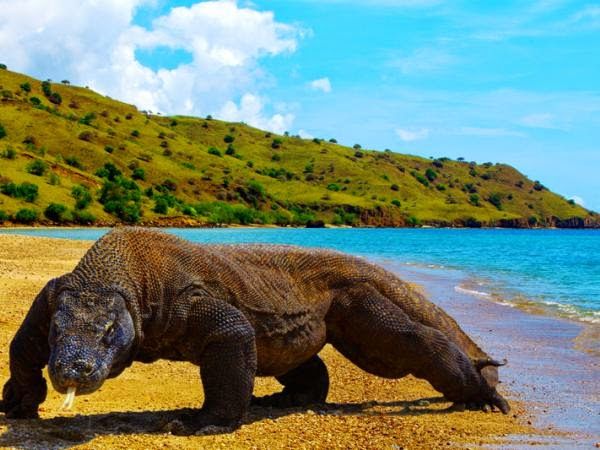 c2f4e-pulau2bkomodo.jpg