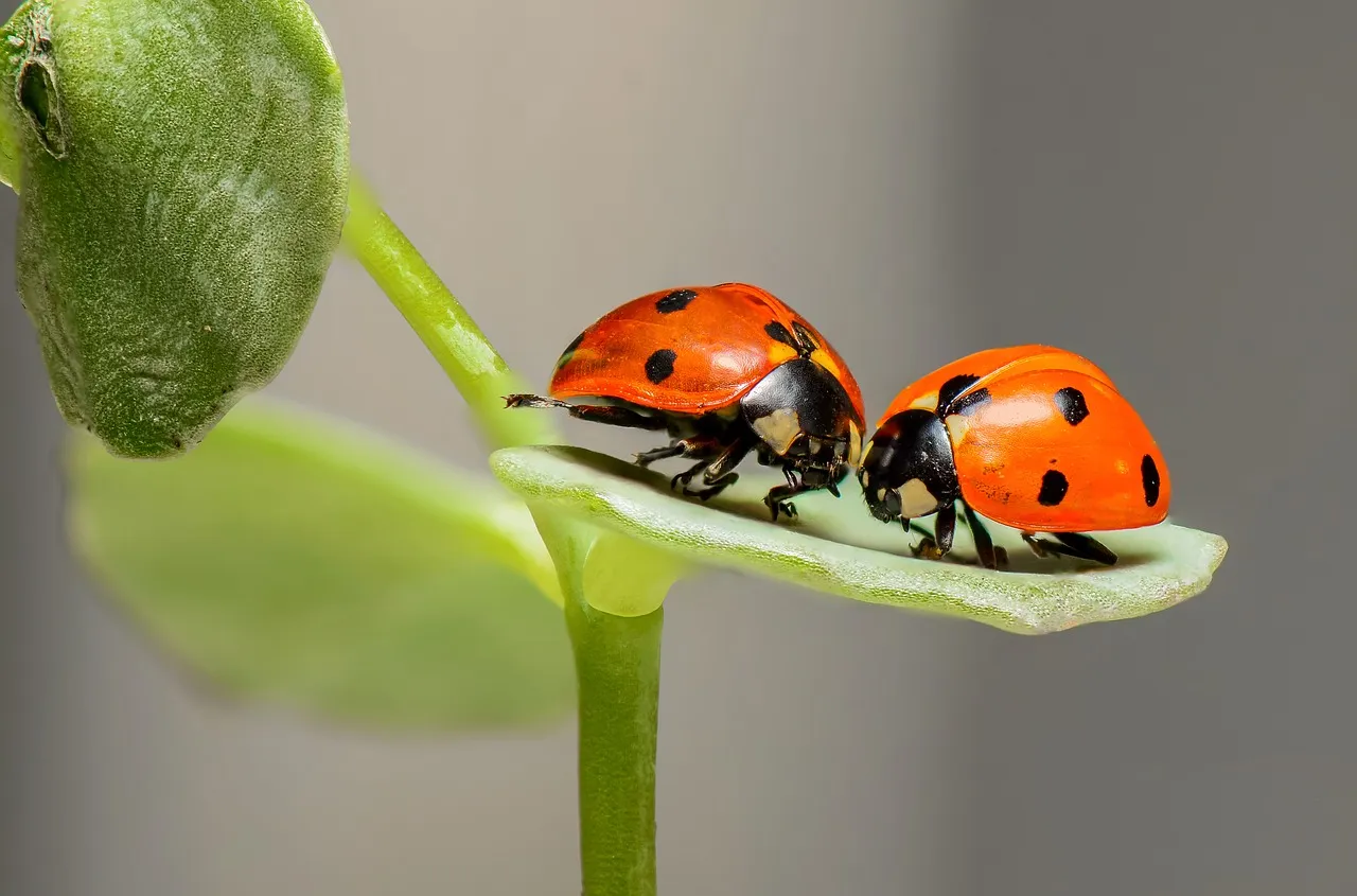 nature-1593406_1280.jpg