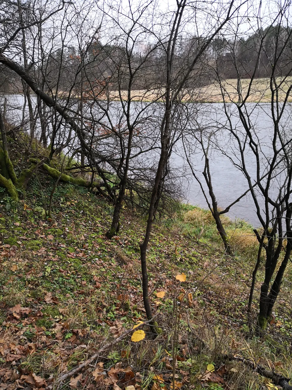 IMG_20181107_143201.jpg