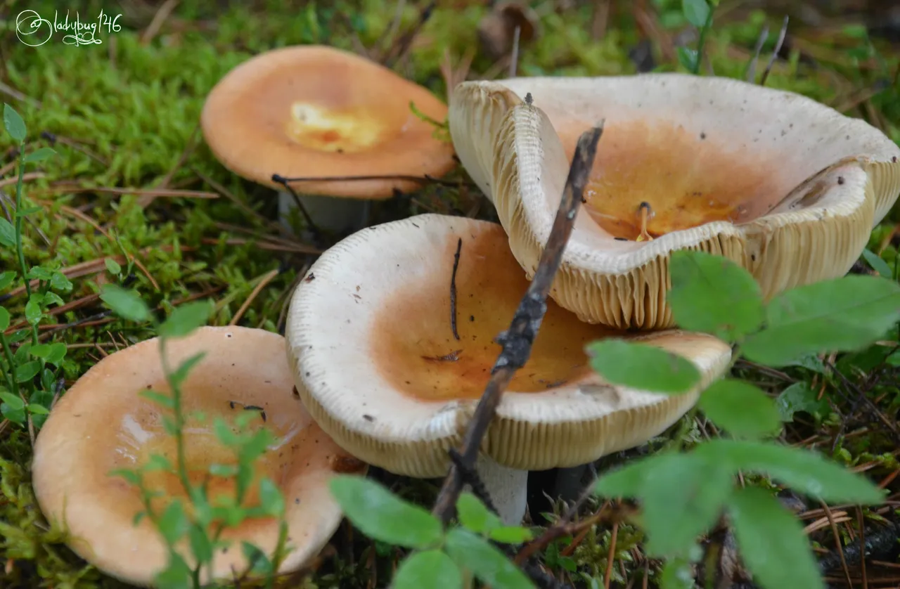 sunwapta mushroom.jpg