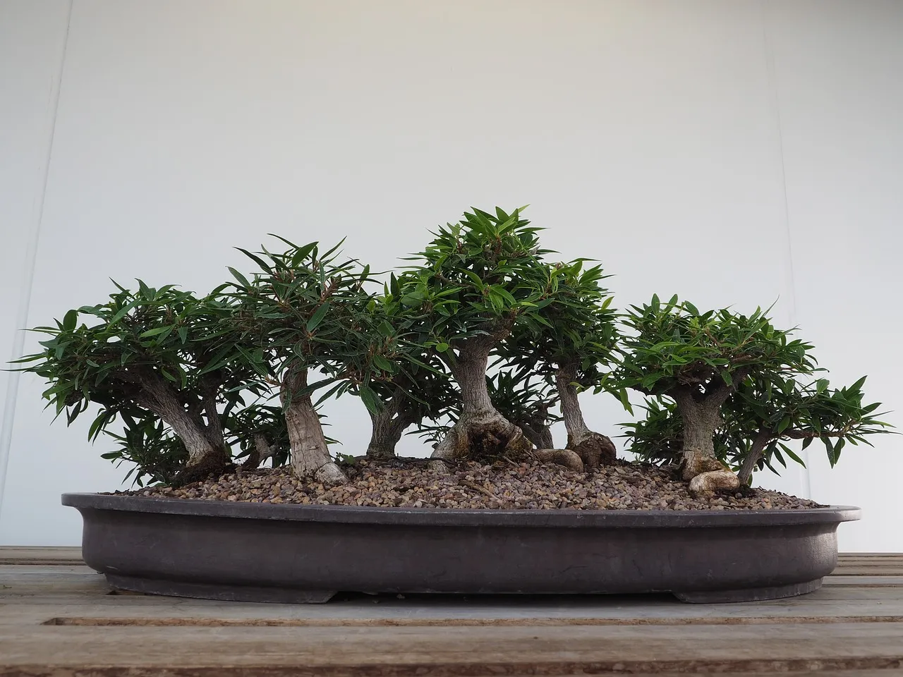 bonsai-2347165_1280.jpg