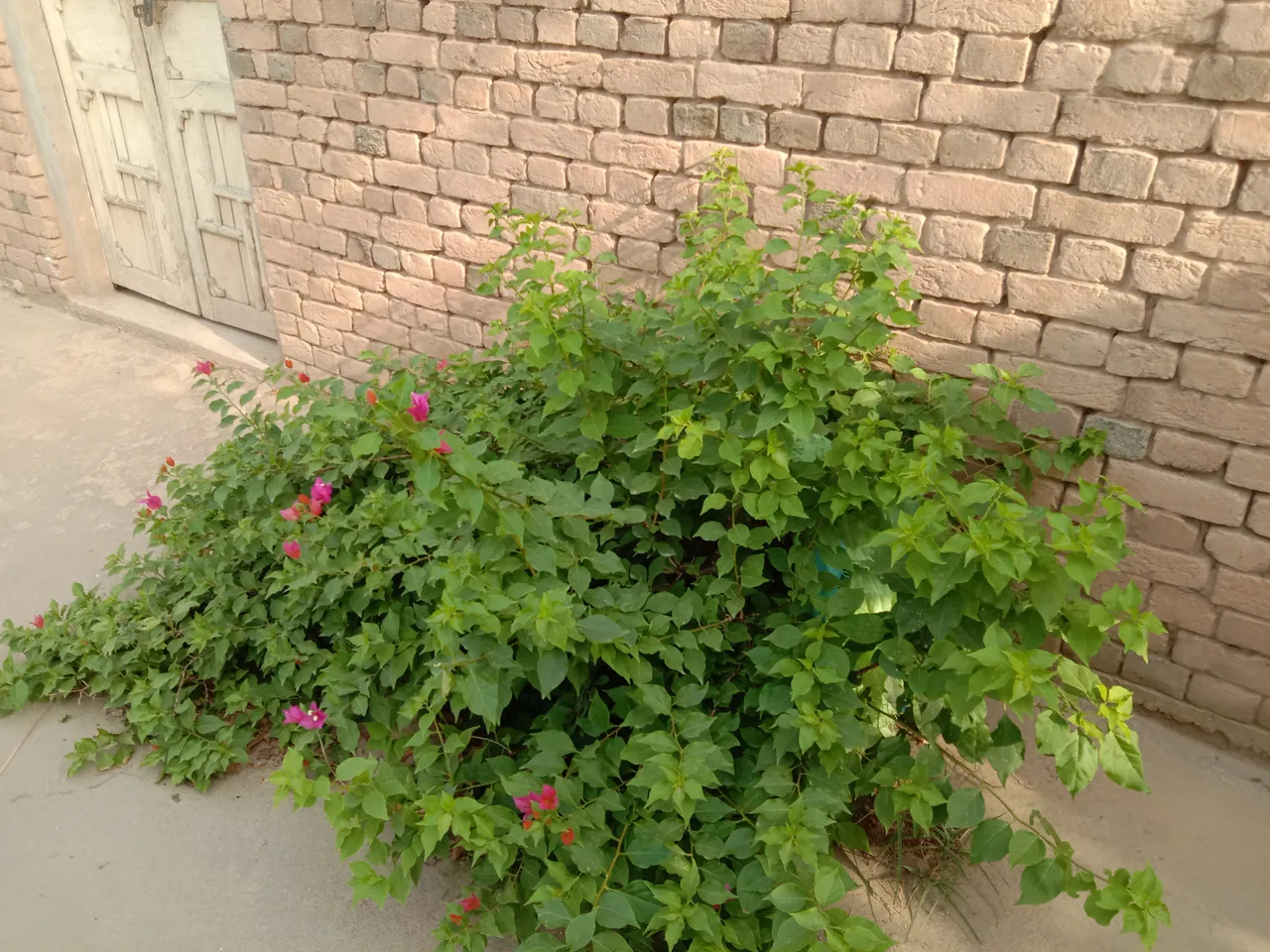 IMG_20210827_080333.jpg