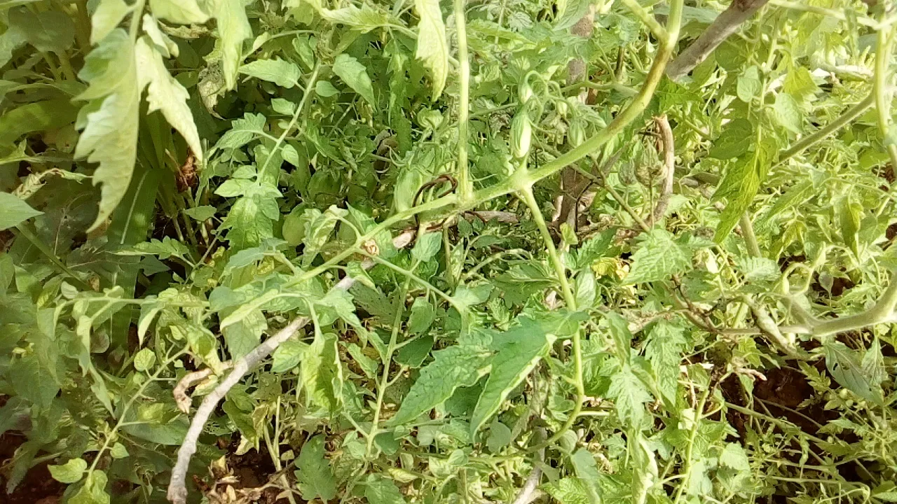 IMG_20180913_082343.jpg
