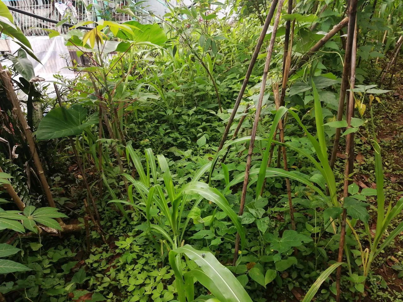 IMG_20190620_104854.jpg