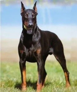 doberman-preço.jpg