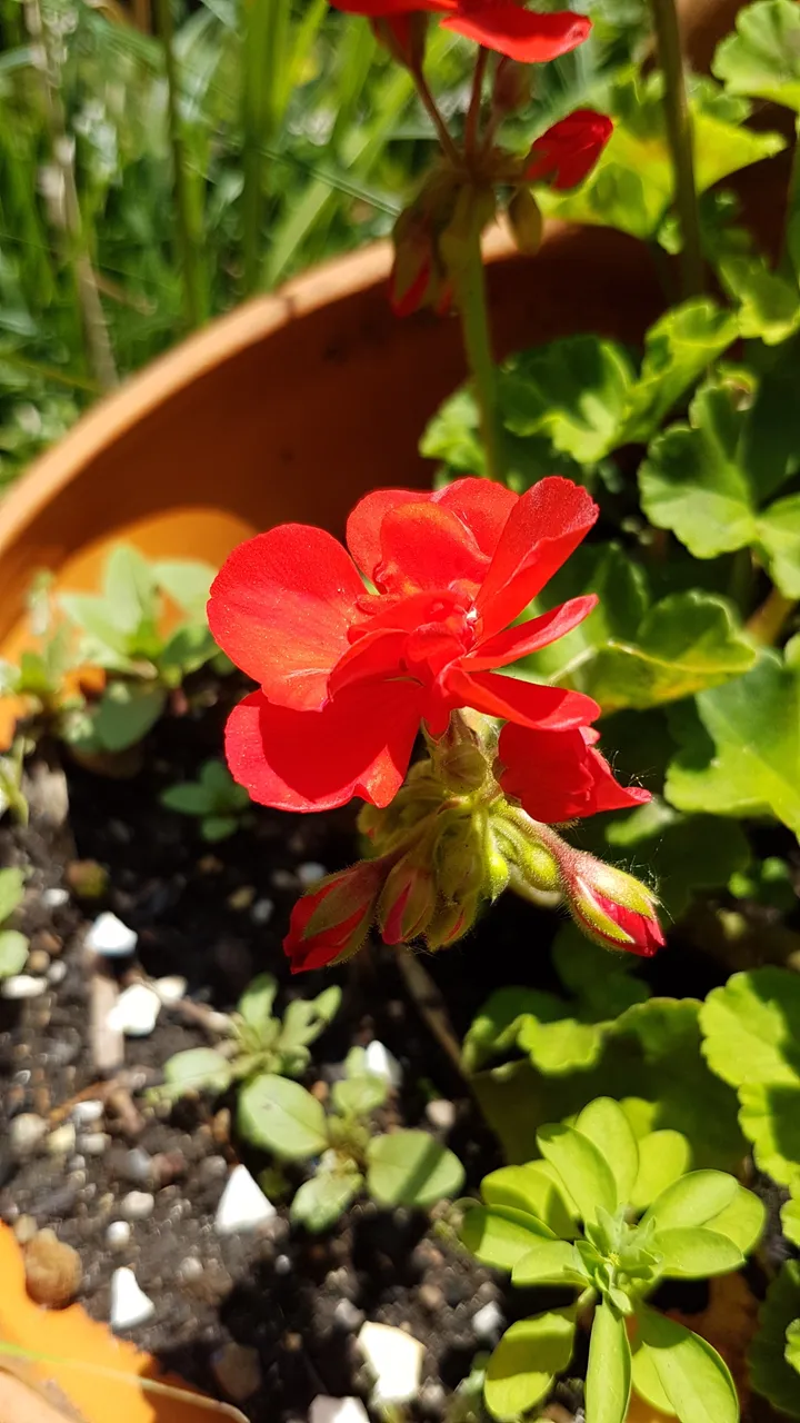 20180702_142633 2.jpg