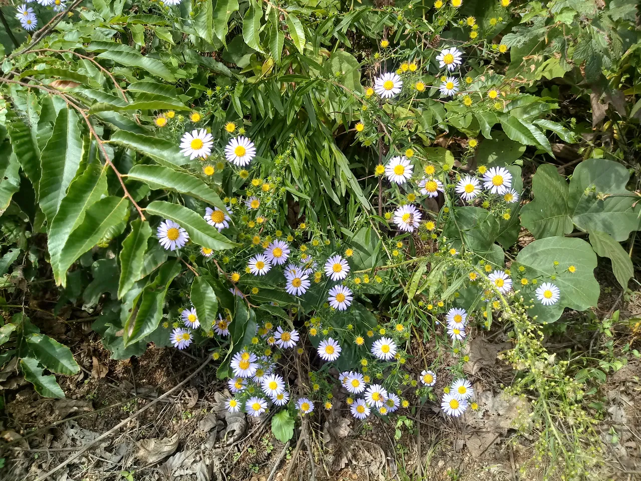 20180924_105827_HDR.jpg