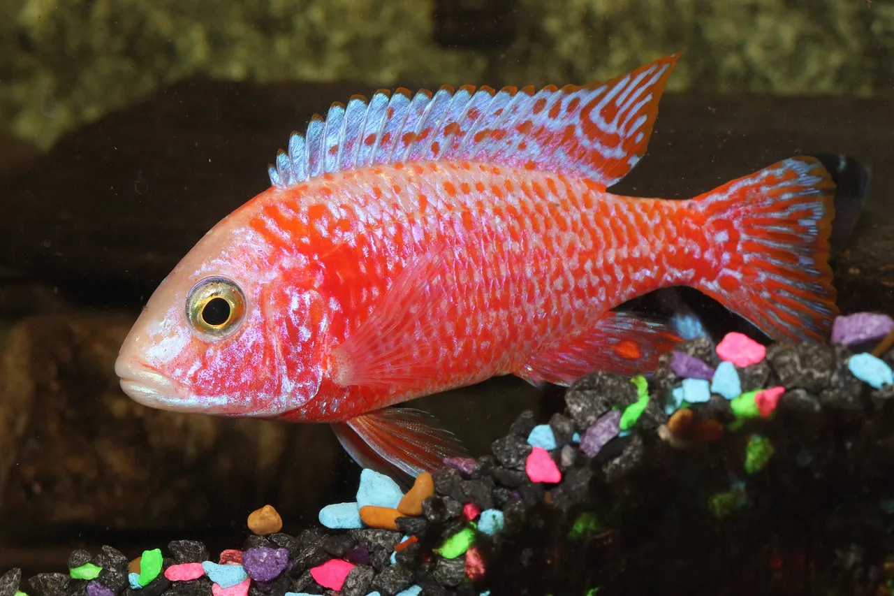 cichlid-780124_1920.jpg