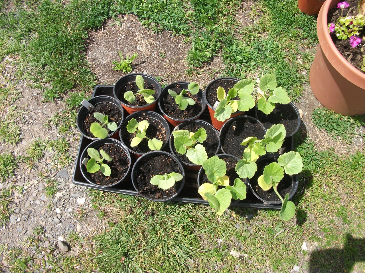 Garden 2018 001.JPG