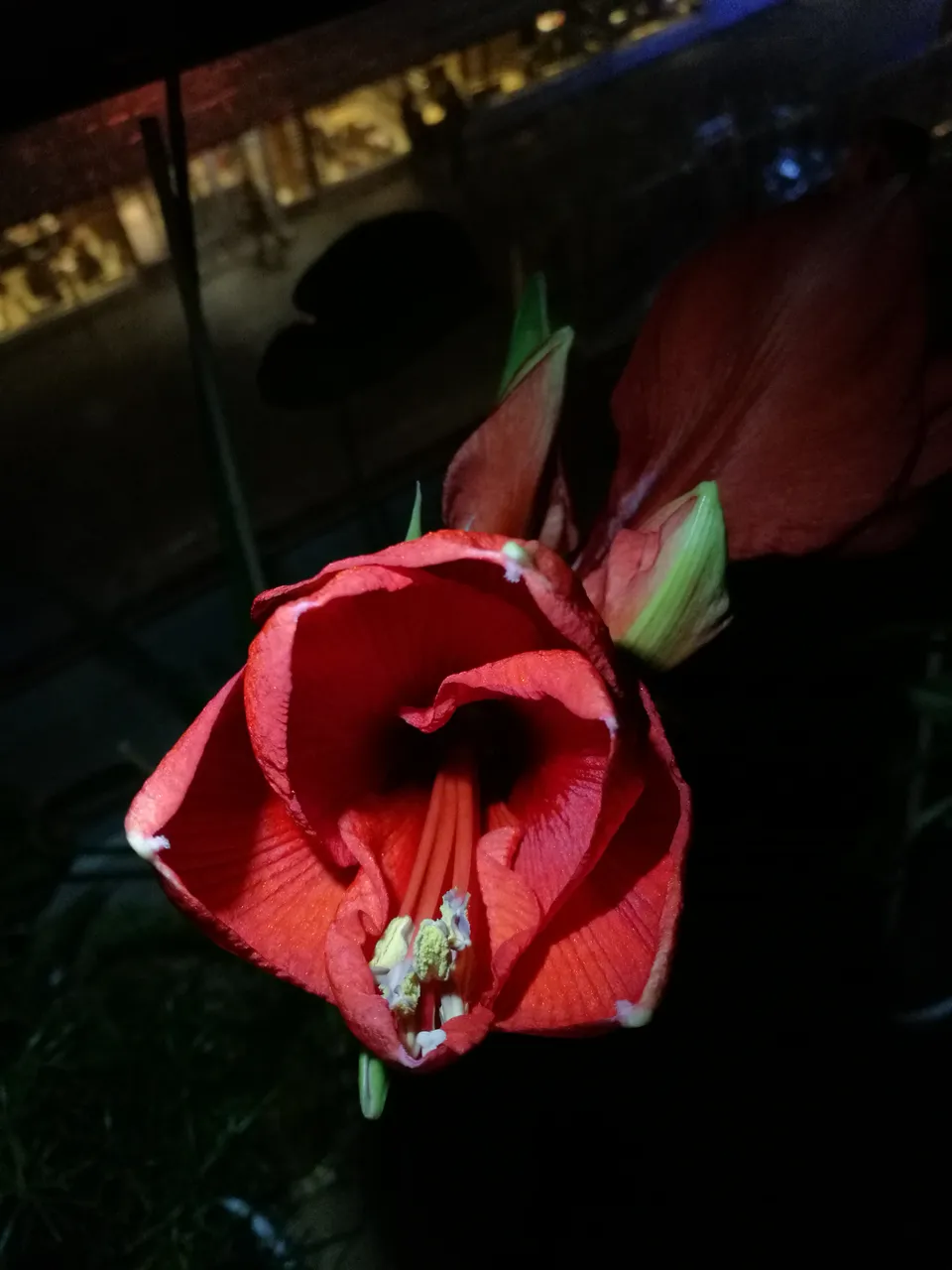 IMG_20191206_001237.jpg