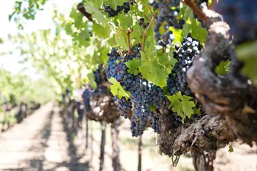 grapes-1952073__340.jpg