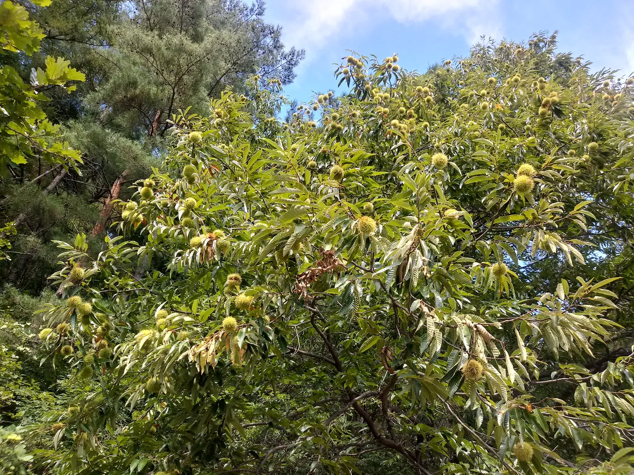 20180924_105718_HDR.jpg