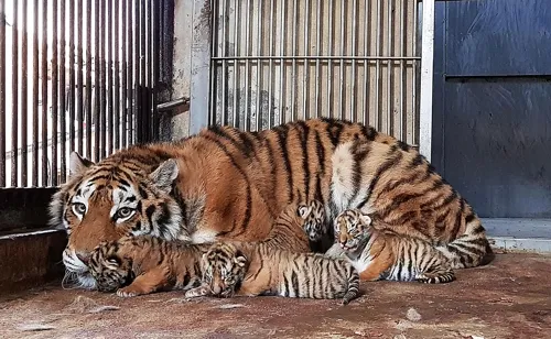 백두산 호랑이.jpg