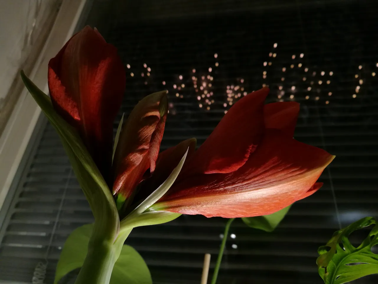 IMG_20191205_191449.jpg
