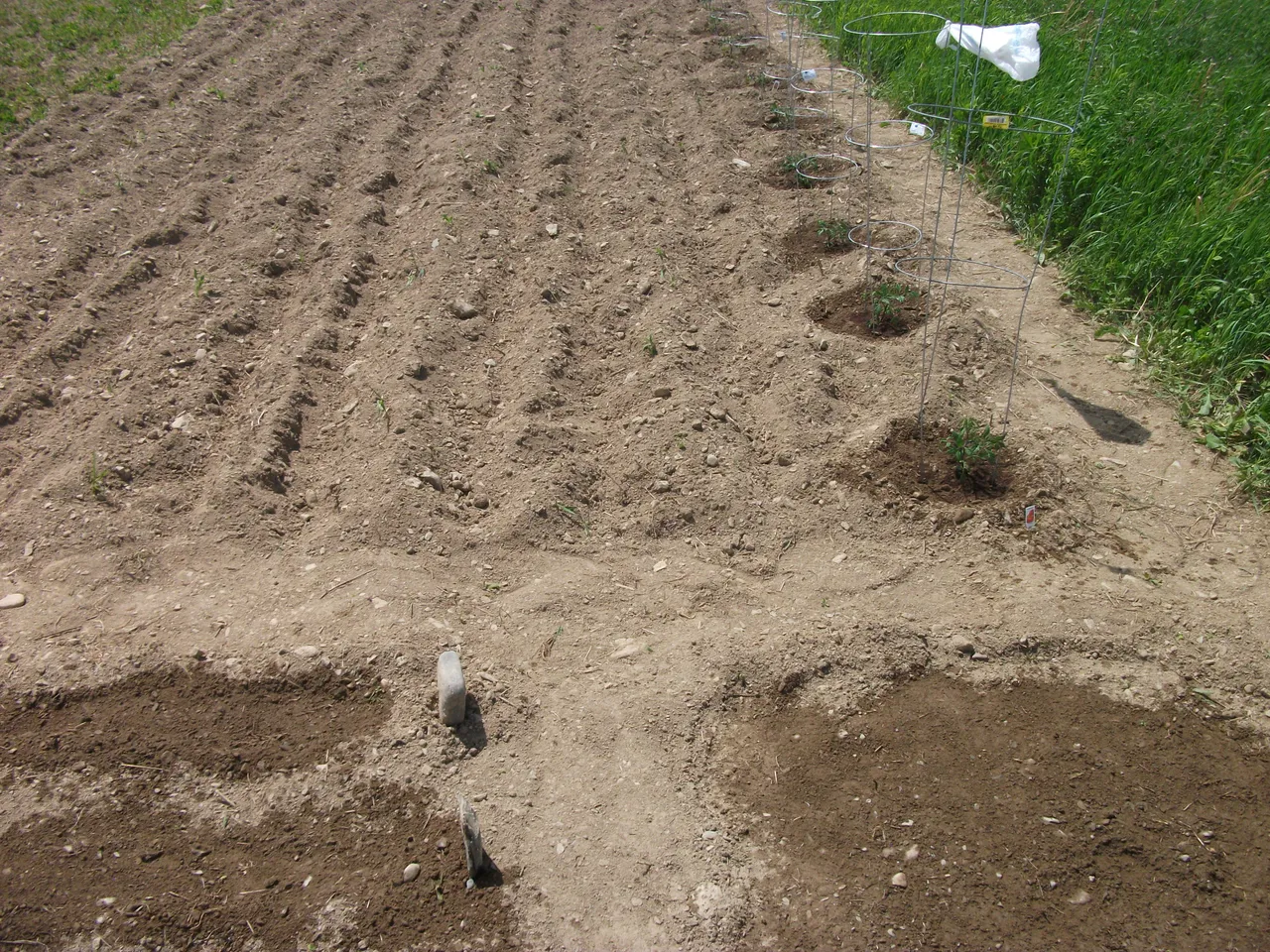 Garden 2018 011.JPG