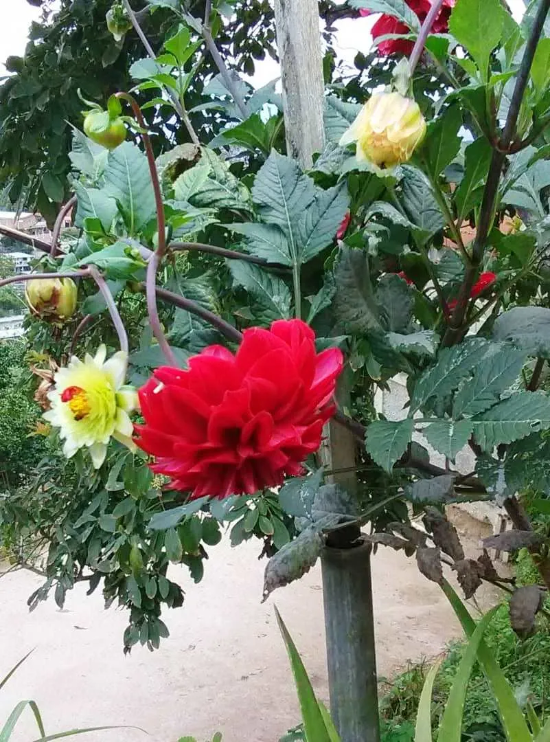 IMG-20190902-WA0002.jpg