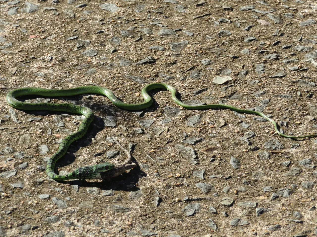 3376_NatalBushSnake.png