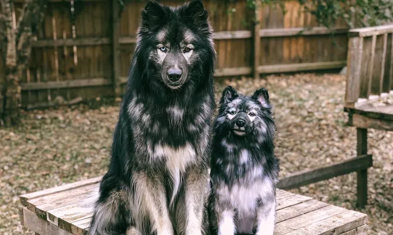 kylie-husky-WEBSITE.jpg