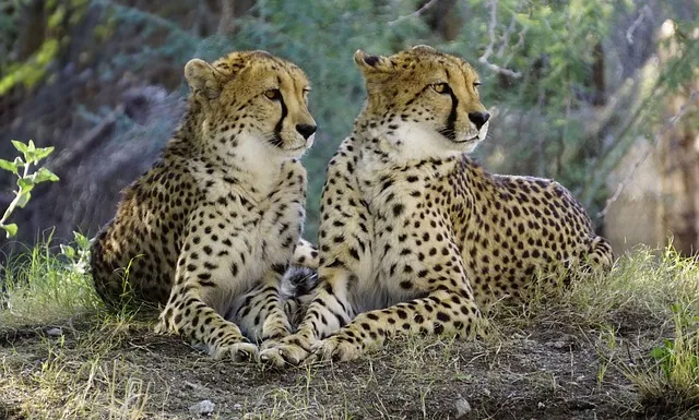 cheetah-2268955_640.jpg