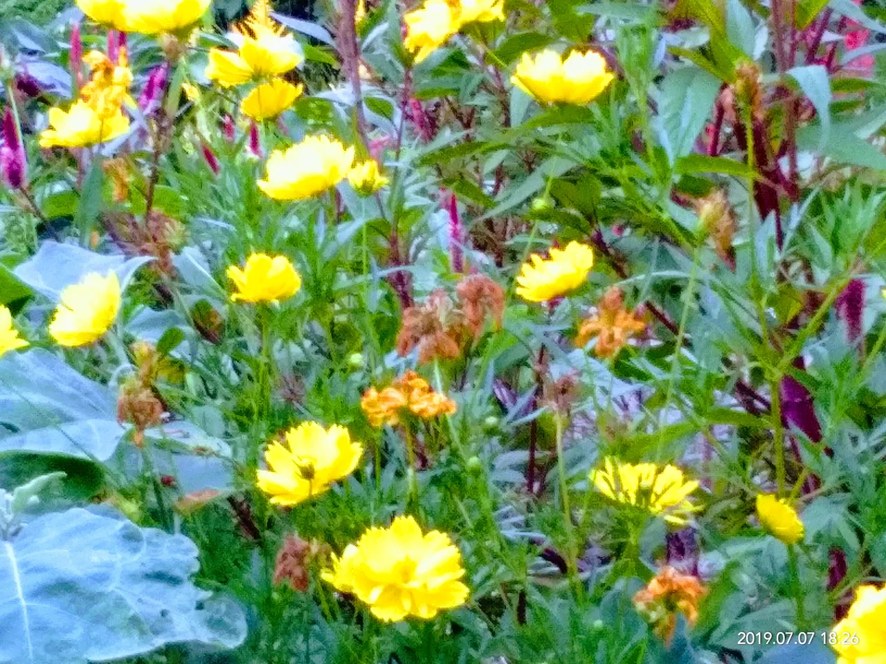 IMG_20190707_182641.jpg