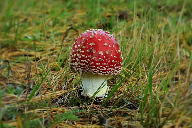 amanita-4521411_640.jpg