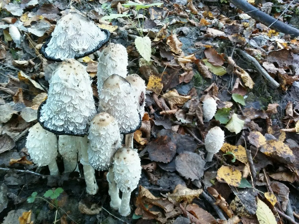 Coprinus comatus - shaggy ink cap, lawyer's wig, or shaggy mane