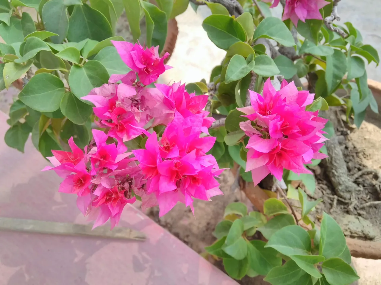IMG_20180708_143958.jpg