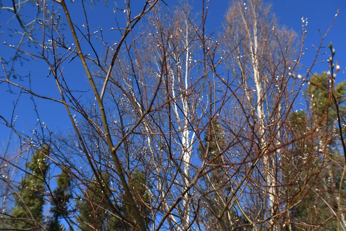 039 willow tree.jpg