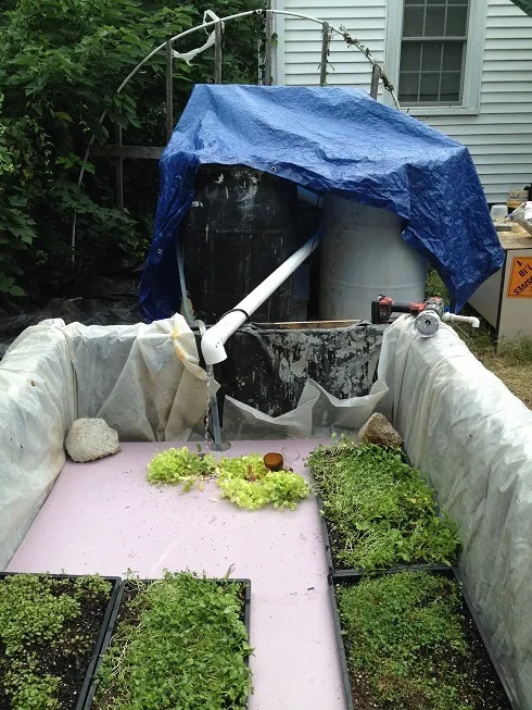 effectiveaquaponics.jpg