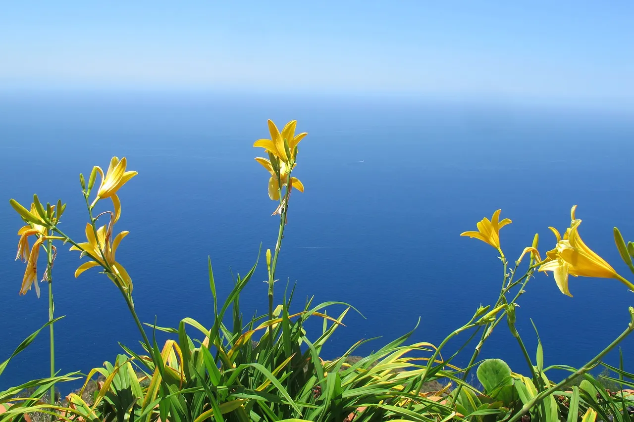 flower-2623907_1280.jpg