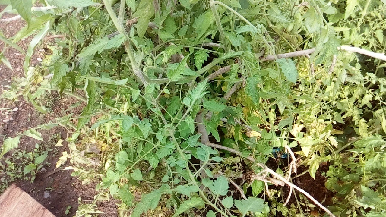 IMG_20180913_082408.jpg
