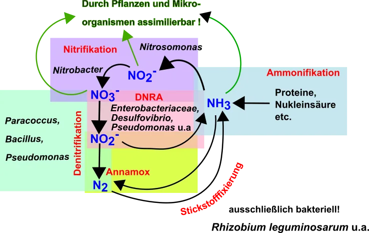 Stickstoffkreislauf.png
