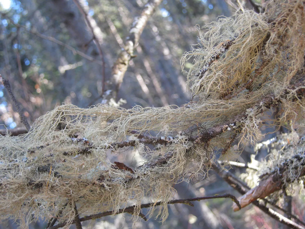 old man's beard.JPG