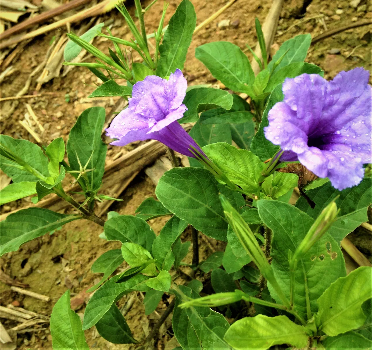 IMG_2172lluvia 16.jpg