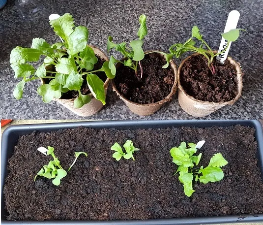 1st Vegetable 5.jpg