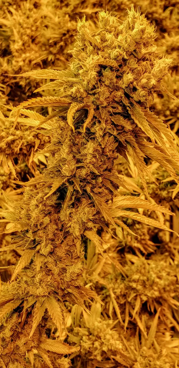 20181208_063057_HDR.jpg